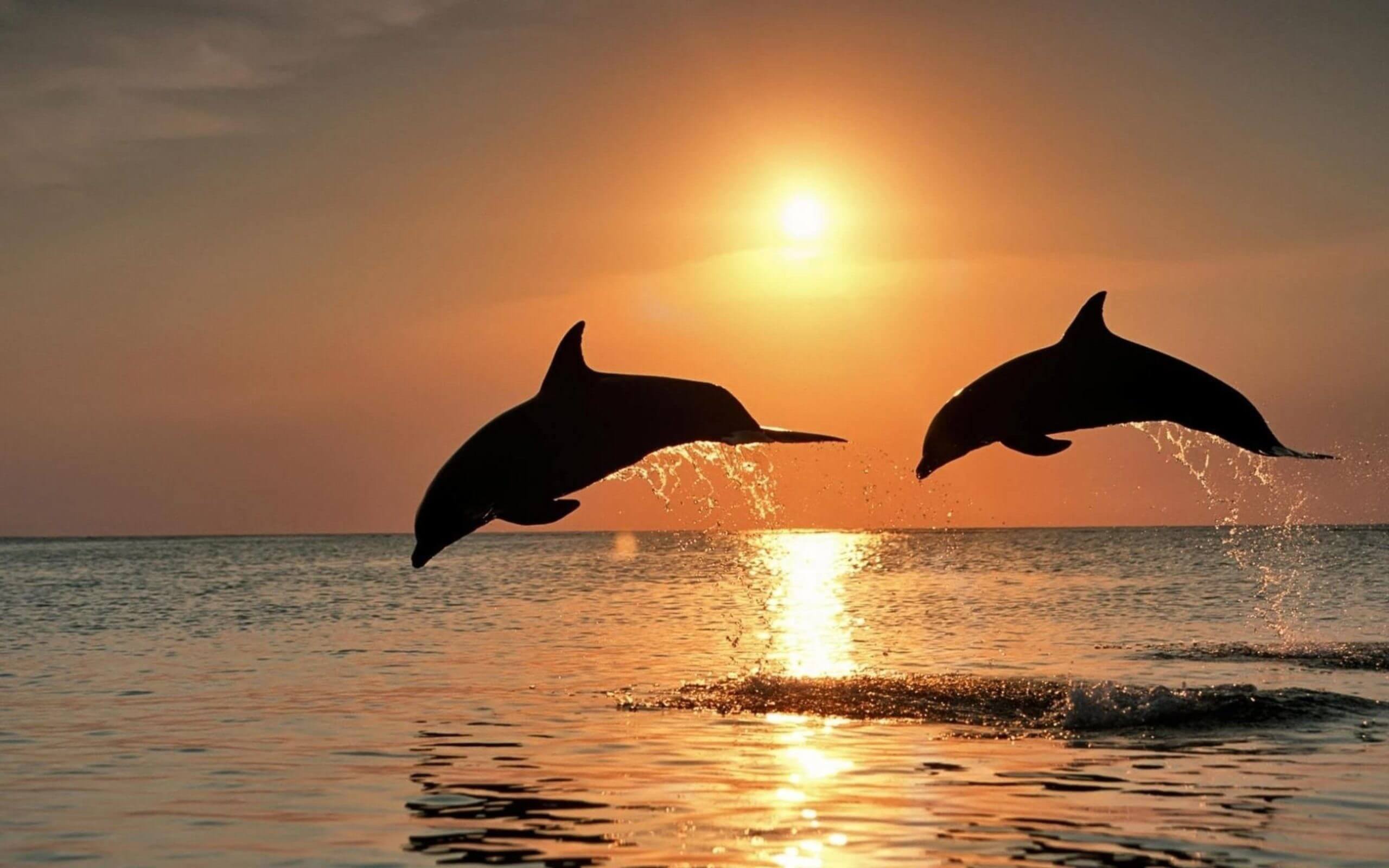 Красивенькие картинки. Дельфины в море. Красота моря. Дельфин в море. Два дельфина на закате.